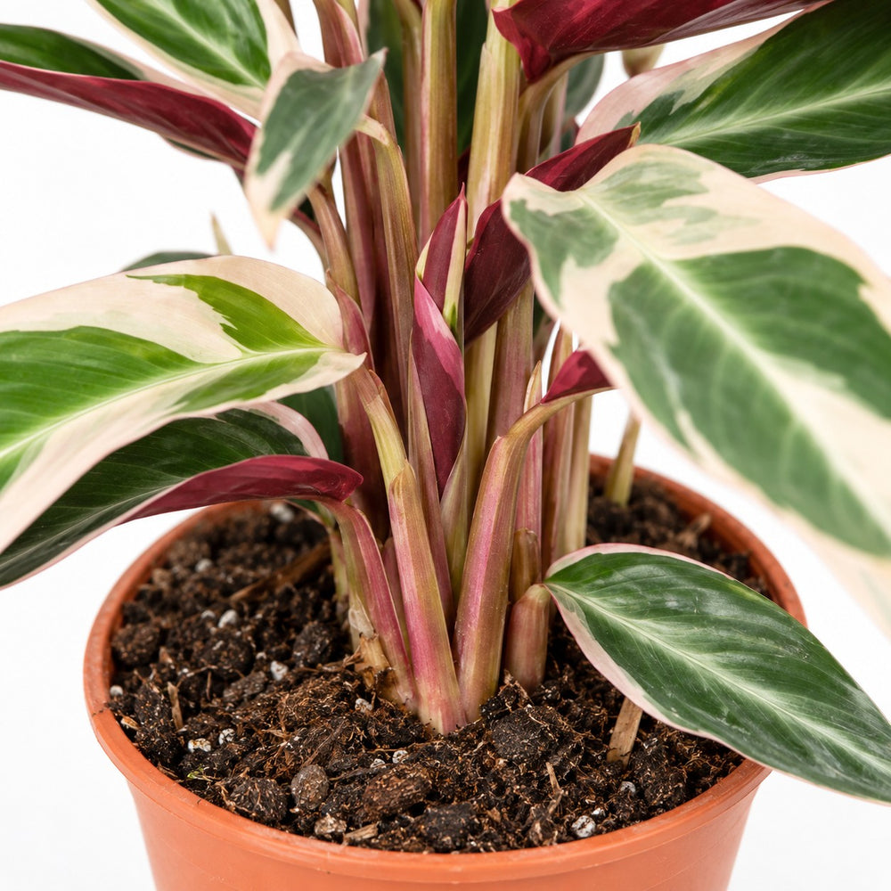 Calathea Triostar, Nahaufnahme Wuchs und Triebansatz