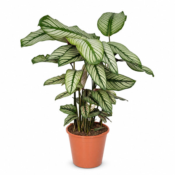 Calathea Whitestar (50cm, Ø19cm) im Kulturtopf