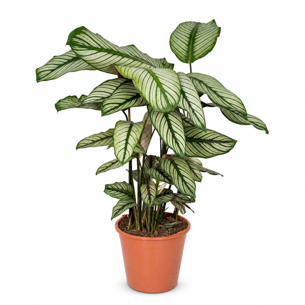Calathea Whitestar (50cm, Ø19cm) im Kulturtopf