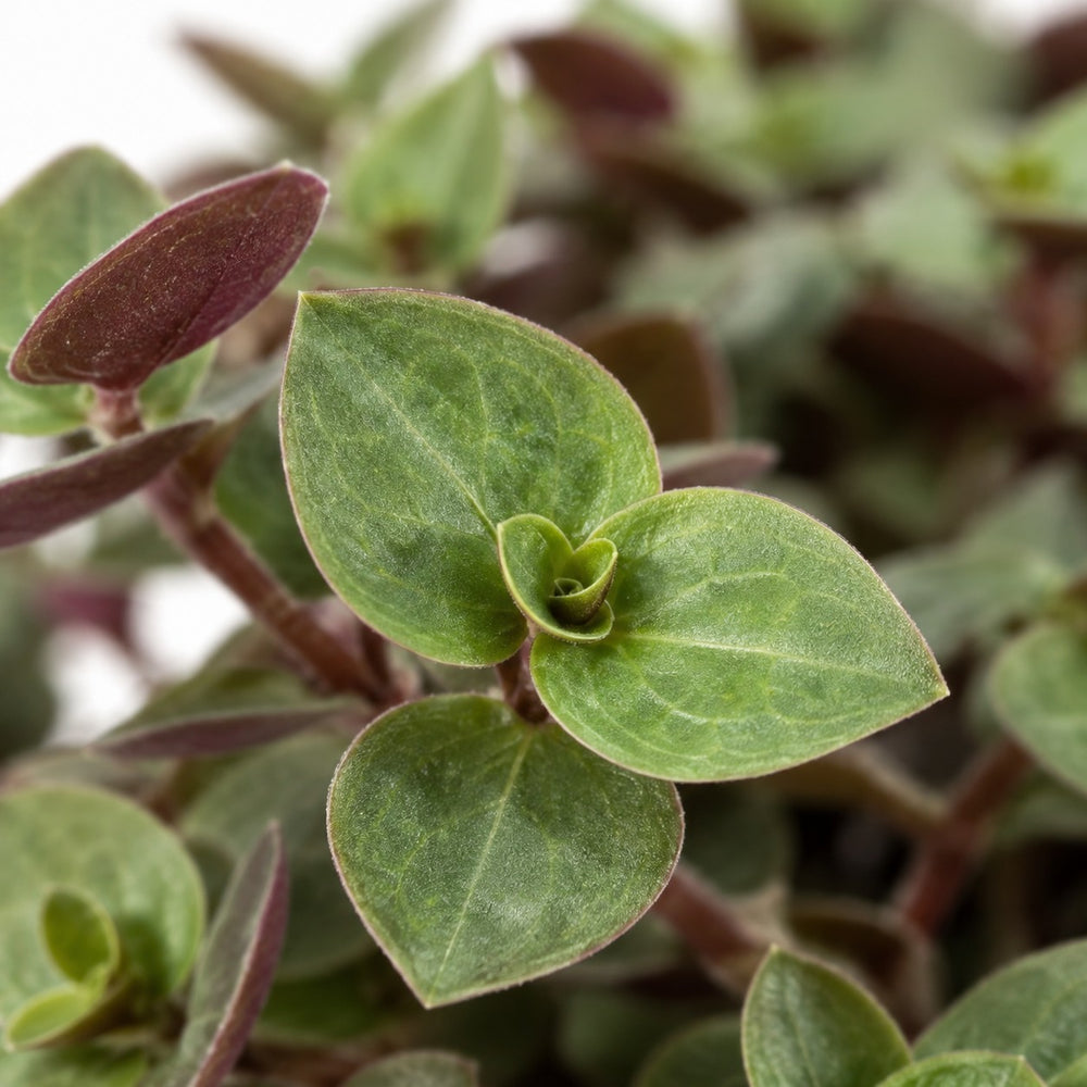 Calissia Repens, Nahaufnahme Blatt