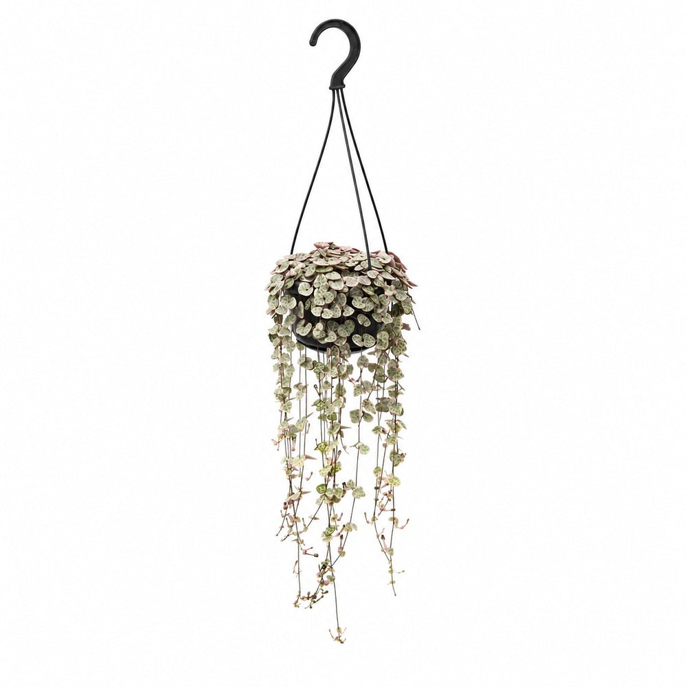 Ceropegia Linearis Subsp. Woodii Variegata (38cm, Ø14cm) im Kulturtopf