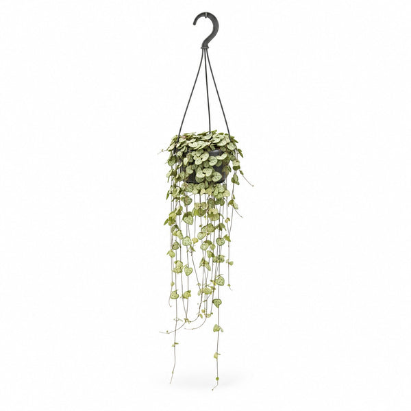 Ceropegia Woodii hängend - 50cm im Kulturtopf