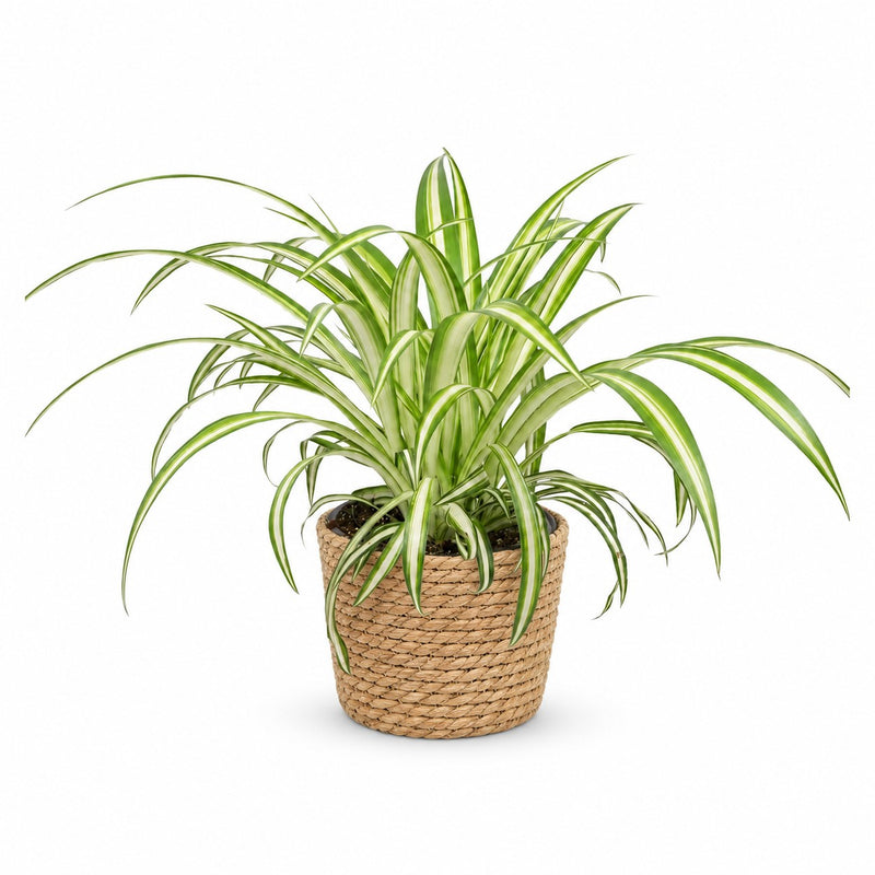Chlorophytum Detail