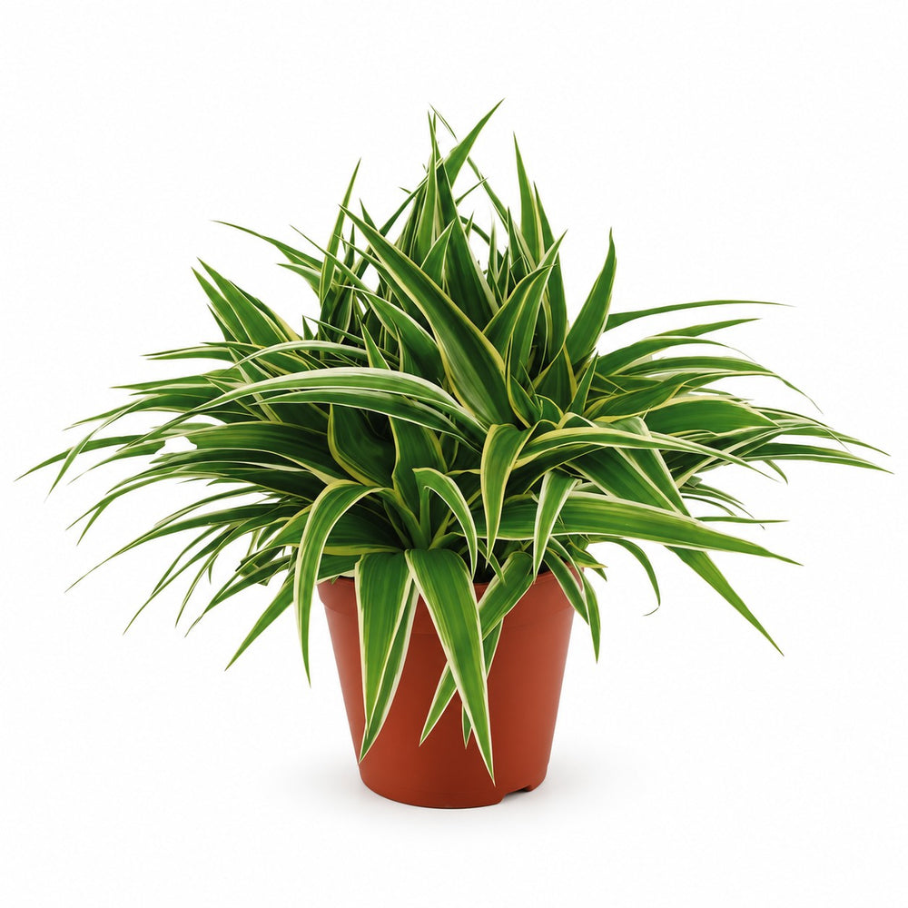 Chlorophytum Ocean (25cm, Ø15cm) im Kulturtopf