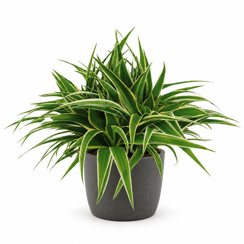 Chlorophytum Ocean Detail