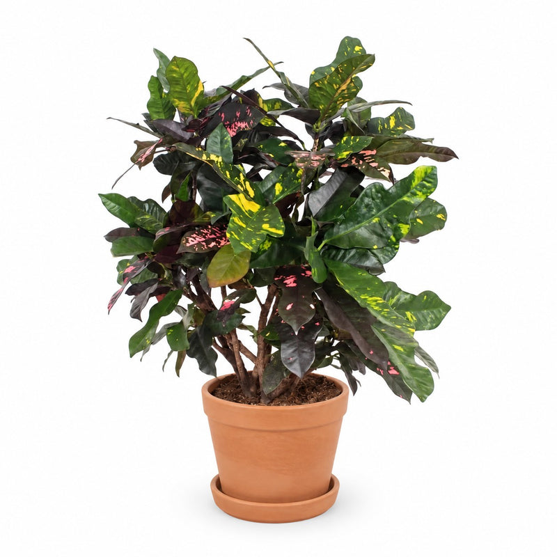 Codiaeum Magnificent (Croton Magnificent) Detail