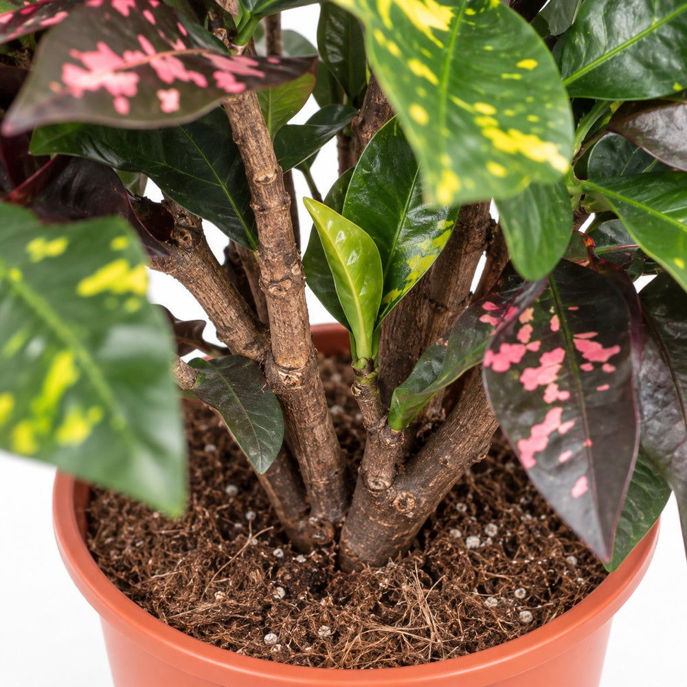 Codiaeum Magnificent (Croton Magnificent), Nahaufnahme Wuchs und Triebansatz