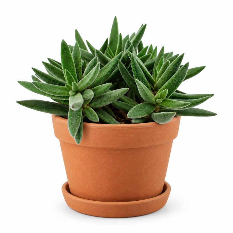 Crassula Tenelli Detail