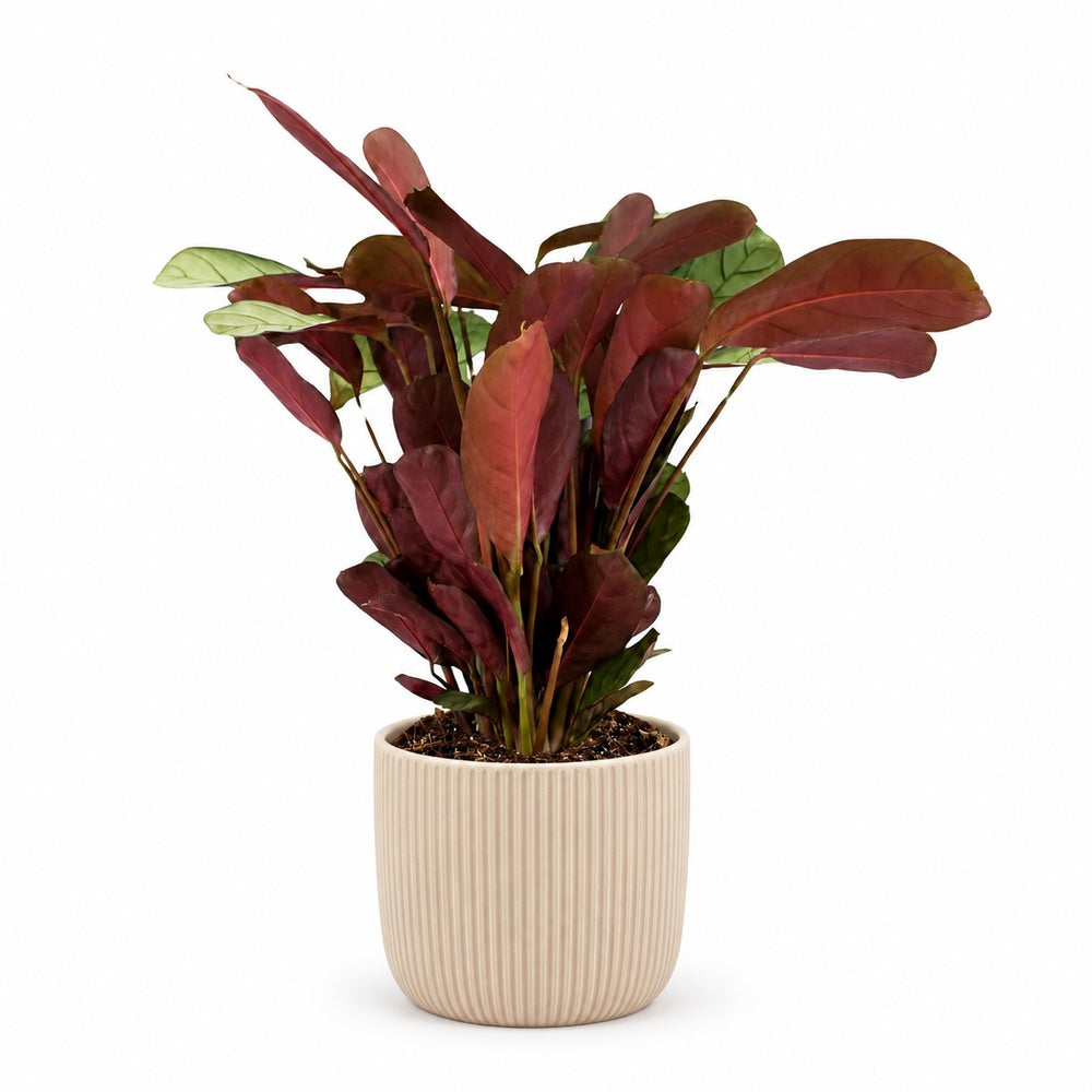 Ctenanthe Amagris (25cm, Ø14cm), Stylingbeispiel im Übertopf (Übertopf nicht enthalten)