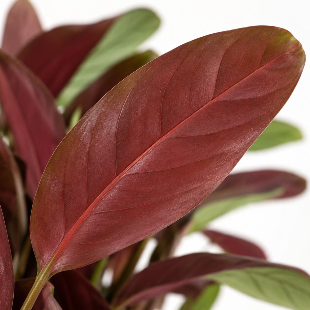 Ctenanthe Amagris, Nahaufnahme Blatt