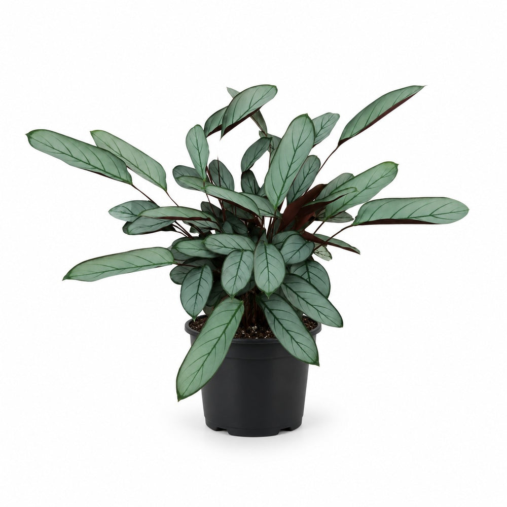 Ctenanthe Oppenheimiana (70cm, Ø17cm) im Kulturtopf