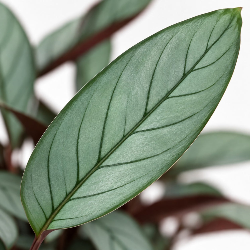 Ctenanthe Oppenheimiana, Nahaufnahme Blatt