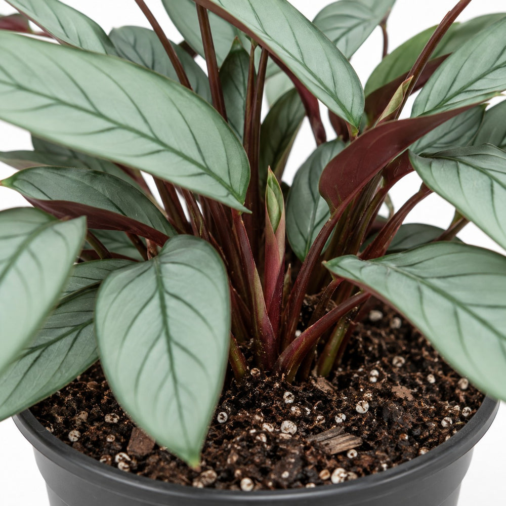 Ctenanthe Oppenheimiana, Nahaufnahme Wuchs und Triebansatz