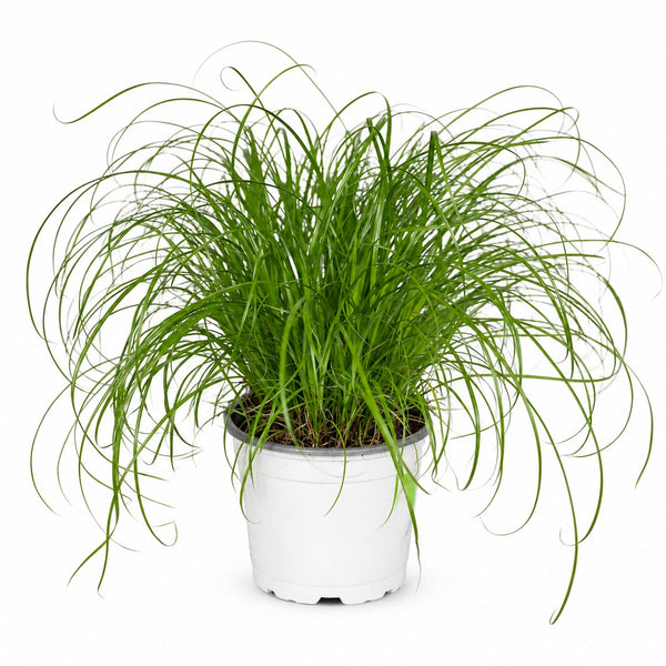 Cyperus Alternifolius - Katzengras (20cm, Ø12cm) im Kulturtopf