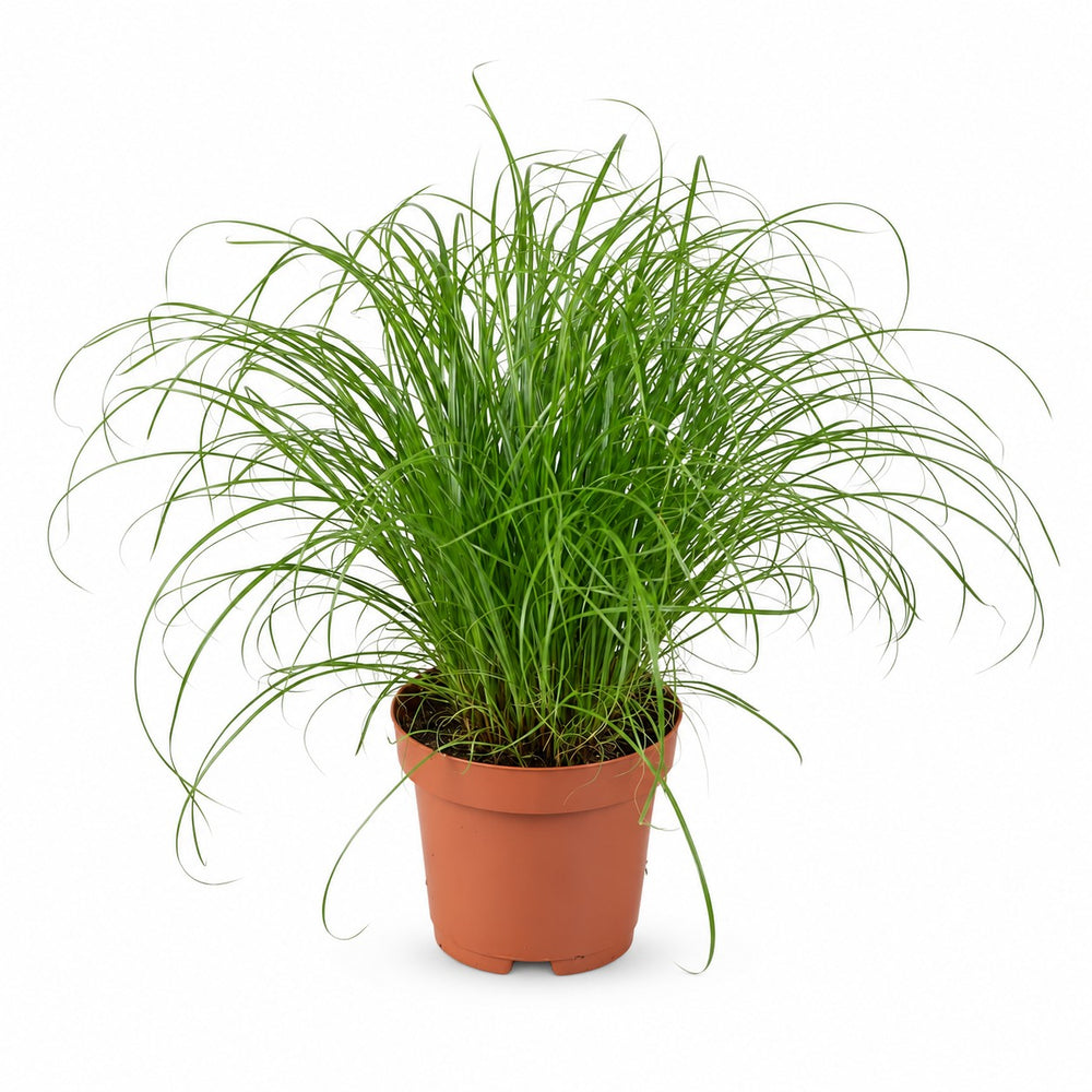 Cyperus Alternifolius Zumula (28cm, Ø12cm) im Kulturtopf