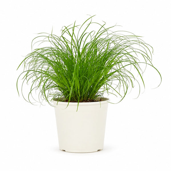 Cyperus Zumula Katzengras - 23cm im Kulturtopf