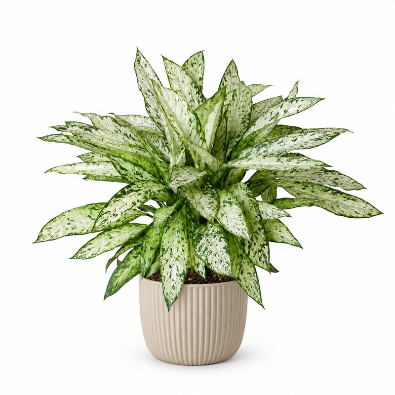 Dieffenbachia Vesuvius Detail
