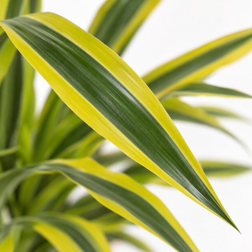 Dracaena Lemon Lime (40cm, Ø17cm), Nahaufnahme Blatt