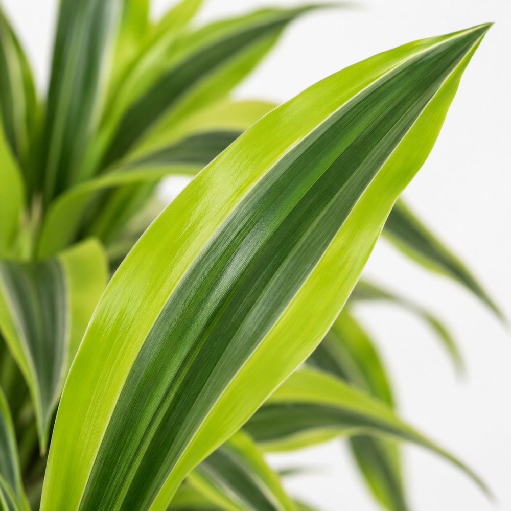 Dracaena Lemon Lime (65cm, Ø17cm), Nahaufnahme Blatt