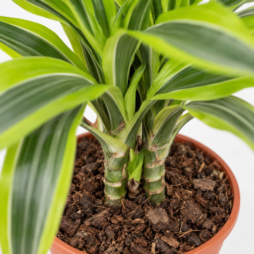Dracaena Lemon Lime (65cm, Ø17cm), Nahaufnahme Wuchs und Triebansatz