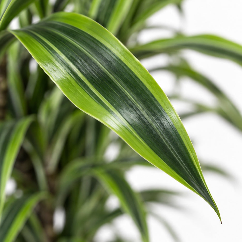 Dracaena Lemon Lime, Nahaufnahme Blatt
