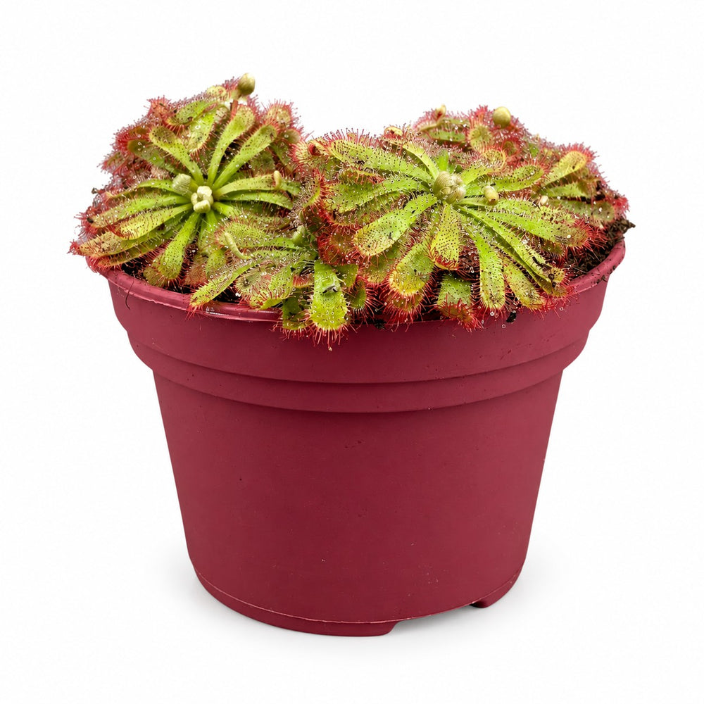 Drosera Aliciae (12cm, Ø12cm) im Kulturtopf