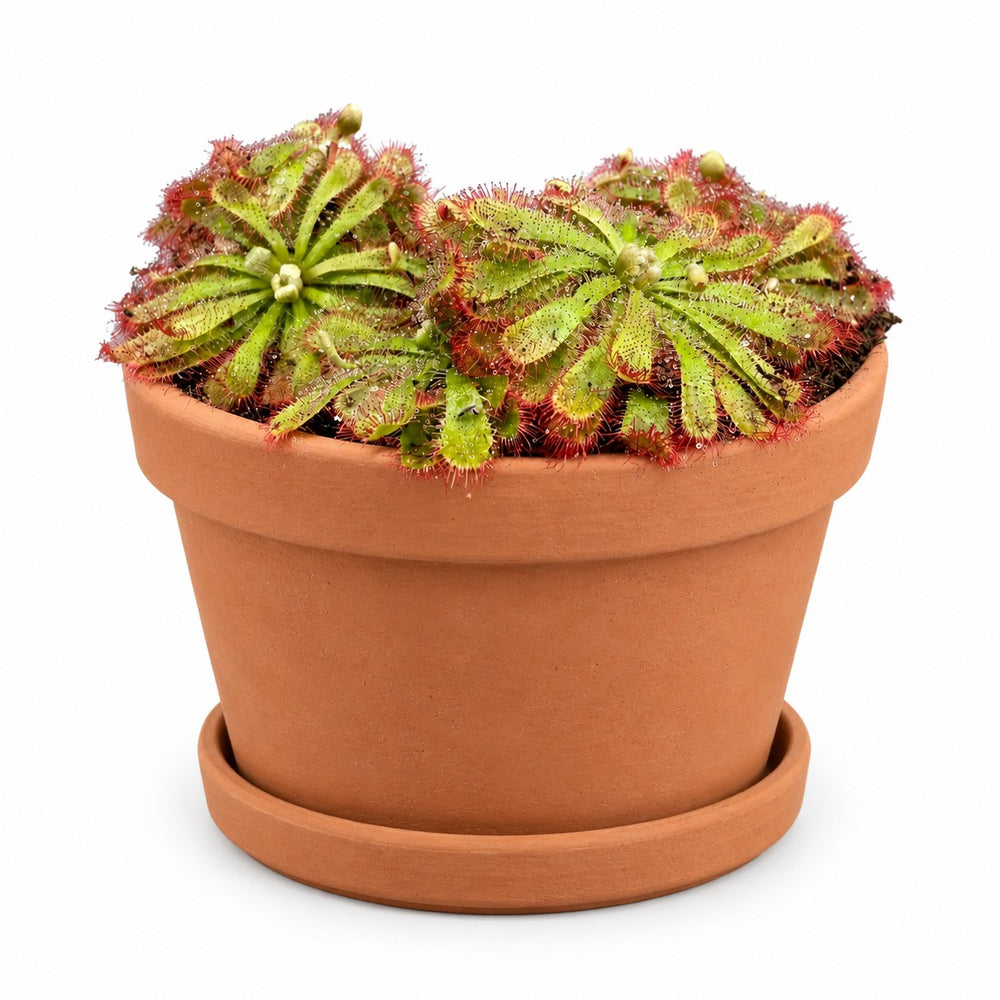 Drosera Aliciae (12cm, Ø12cm), Stylingbeispiel im Übertopf (Übertopf nicht enthalten)
