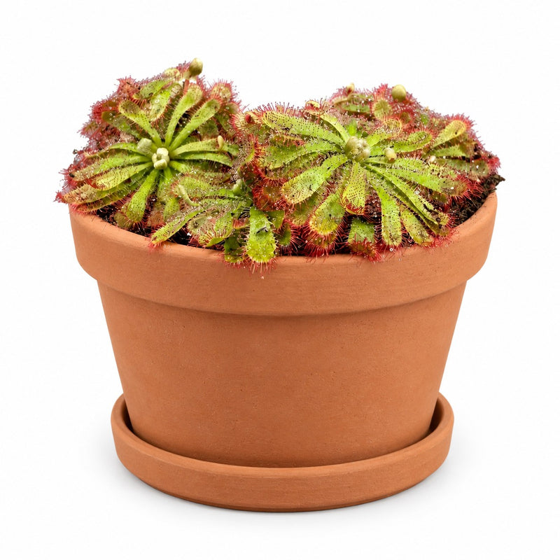 Drosera Aliciae Detail