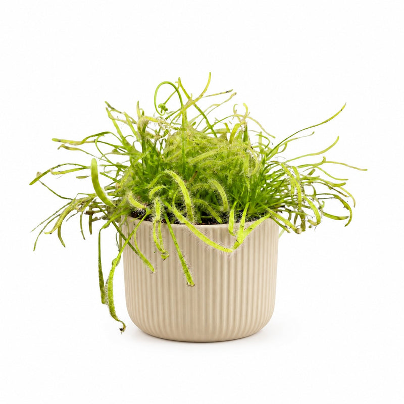 Drosera Capensis Detail