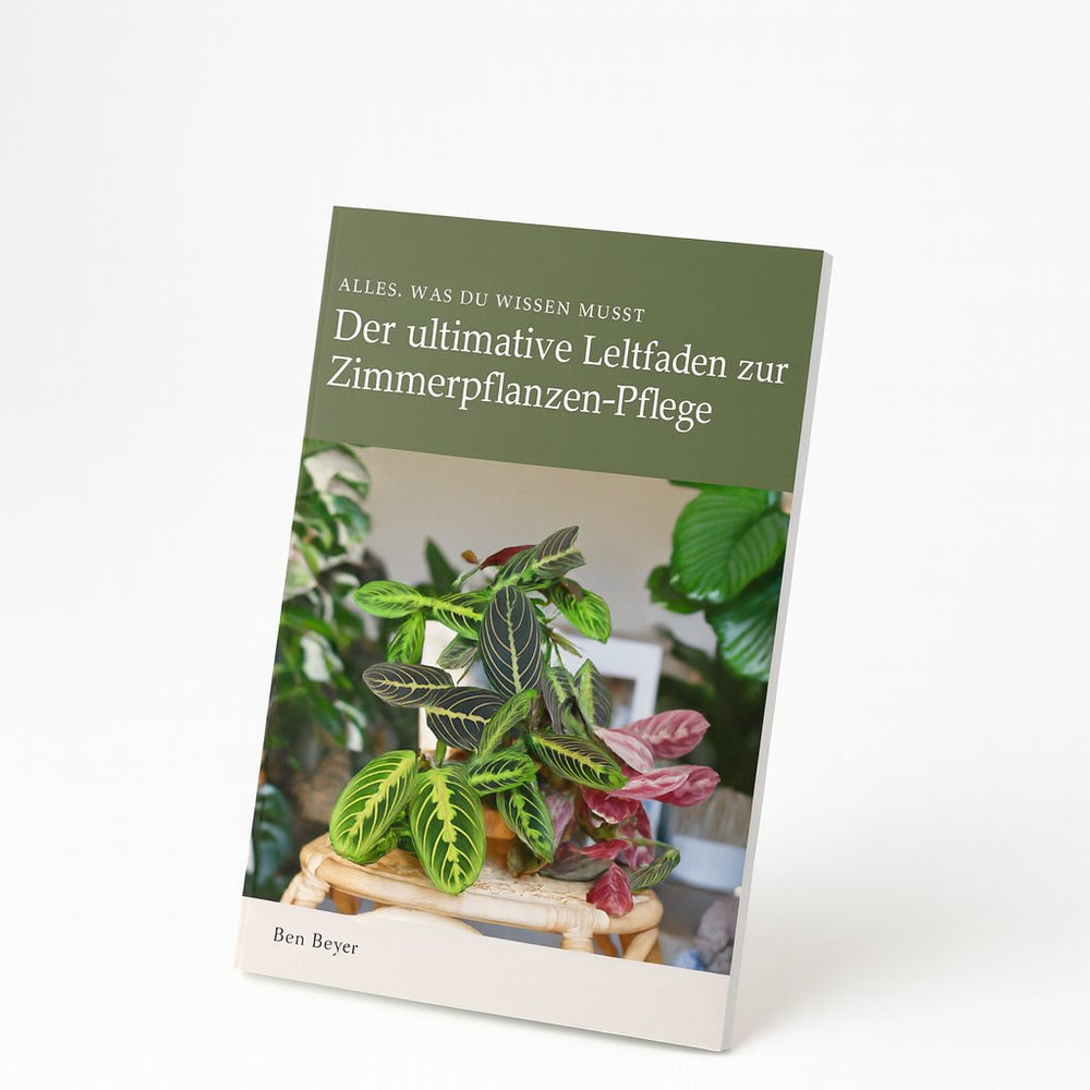Calathea Insignis im Kingston-Glas - 30cm, Ansicht 2