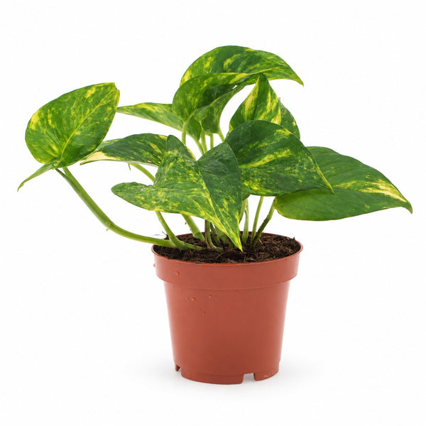 Epipremnum Aureum (25cm, Ø12cm) im Kulturtopf