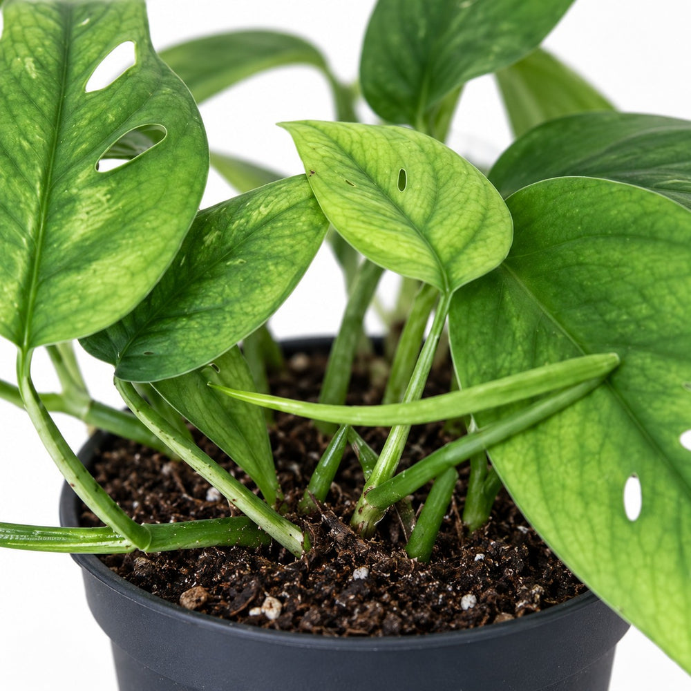 Epipremnum Cebu Blue, Nahaufnahme Wuchs und Triebansatz