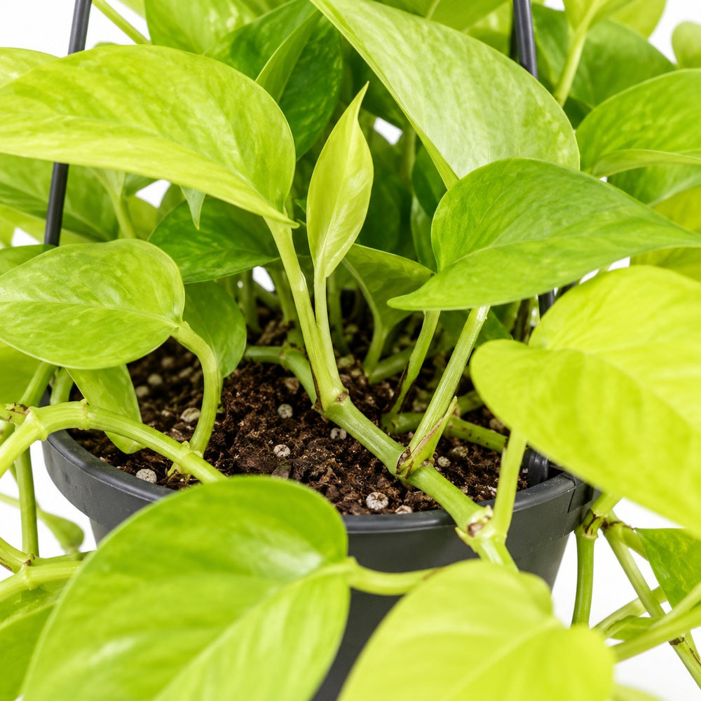 Epipremnum Golden Pothos, Nahaufnahme Wuchs und Triebansatz