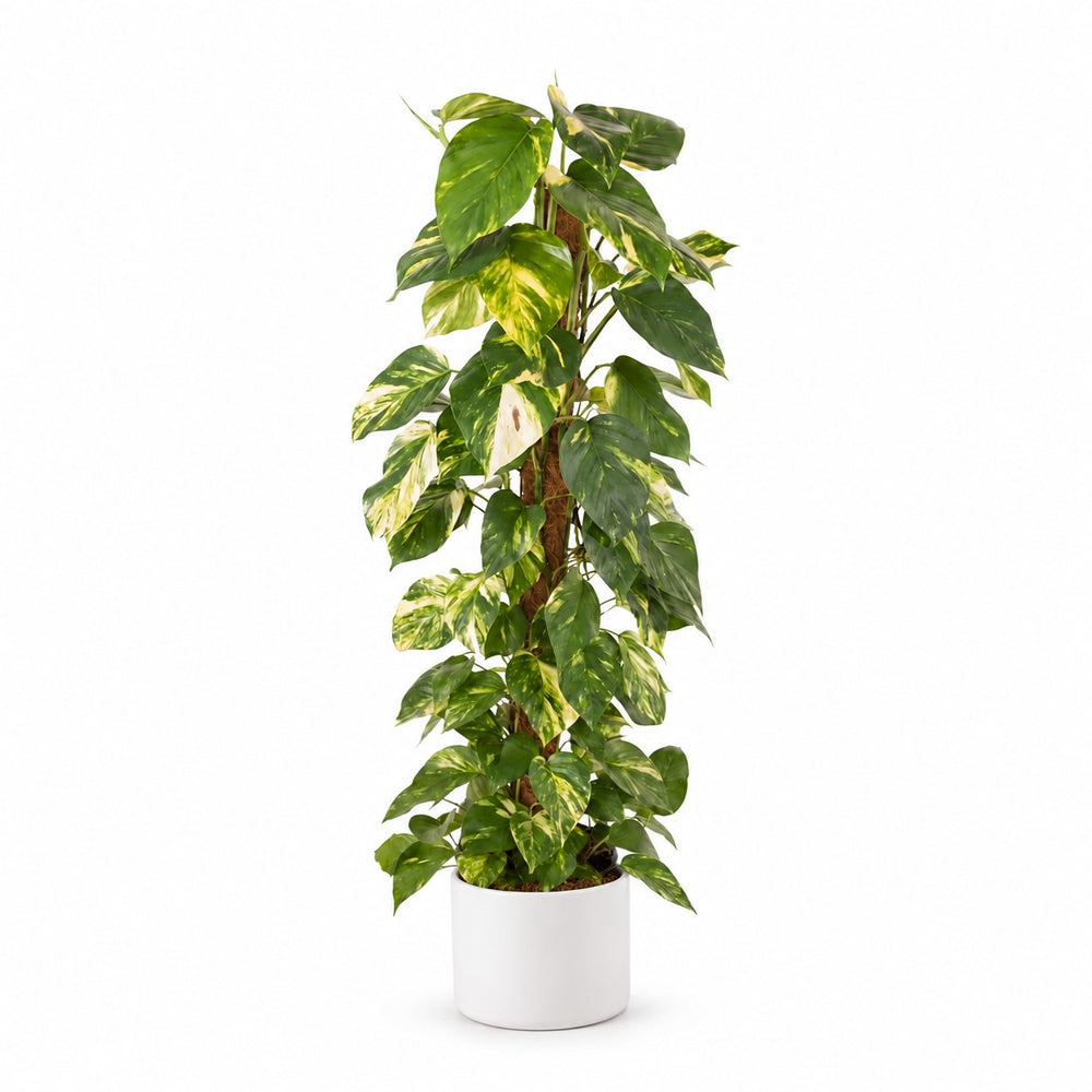 Epipremnum Pinnatum (120cm, Ø24cm), Stylingbeispiel im Übertopf (Übertopf nicht enthalten)