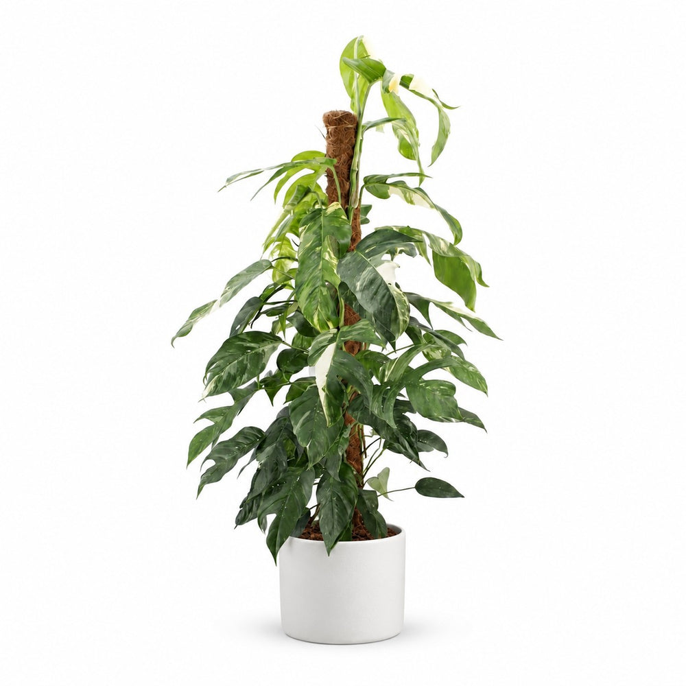 Epipremnum Pinnatum Albo Variegata - 125cm, Stylingbeispiel im Übertopf (Übertopf nicht enthalten)