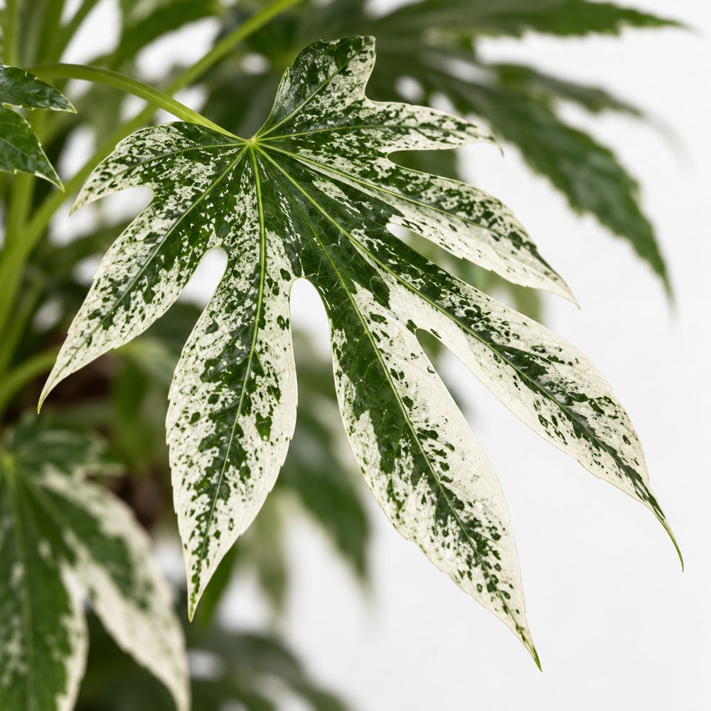 Fatsia Japonica Variegata, Nahaufnahme Blatt