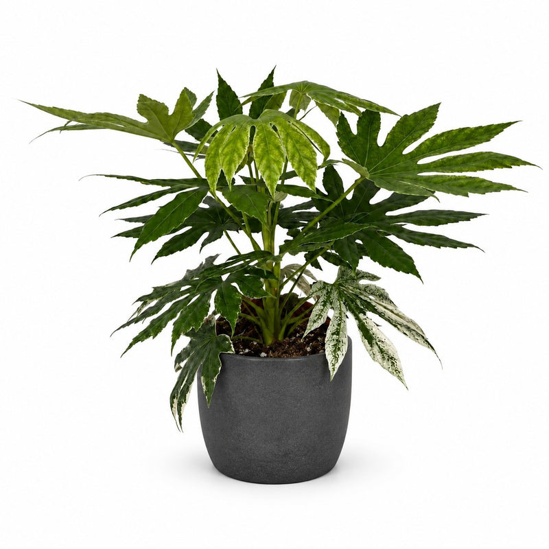 Fatsia Japonica Variegata - 60cm Detail