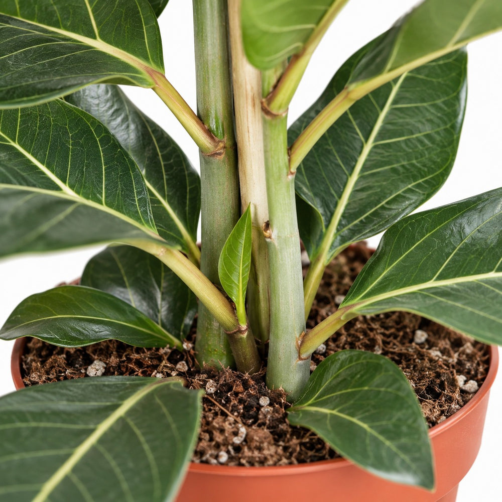 Ficus Benghalensis Joy, Nahaufnahme Wuchs und Triebansatz