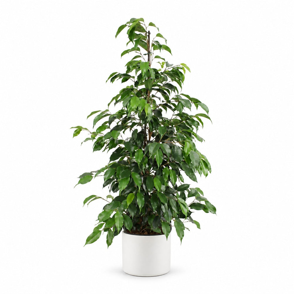 Ficus Benjamina Danielle (95cm, Ø21cm), Stylingbeispiel im Übertopf (Übertopf nicht enthalten)