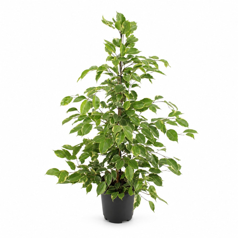 Ficus Benjamina Golden King (95cm, Ø21cm) im Kulturtopf