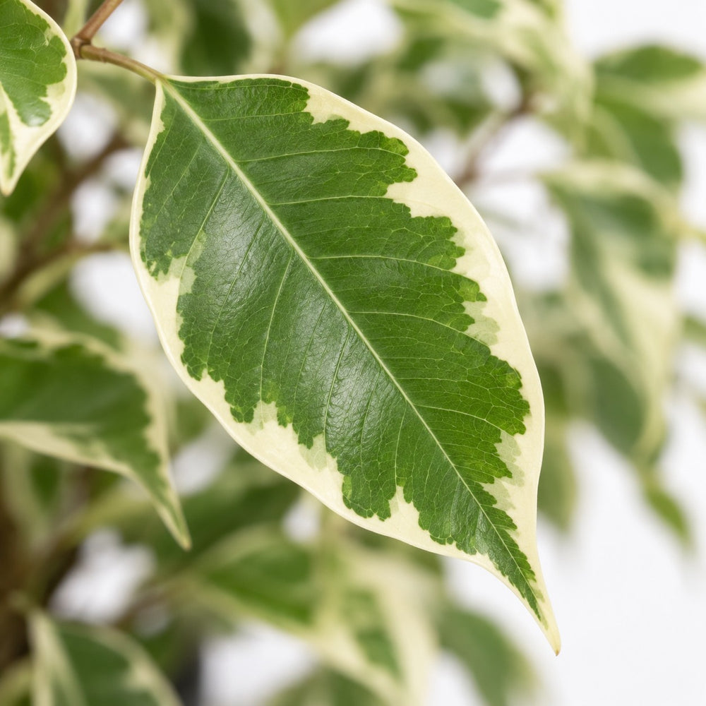 Ficus benjamina Twilight, Nahaufnahme Blatt