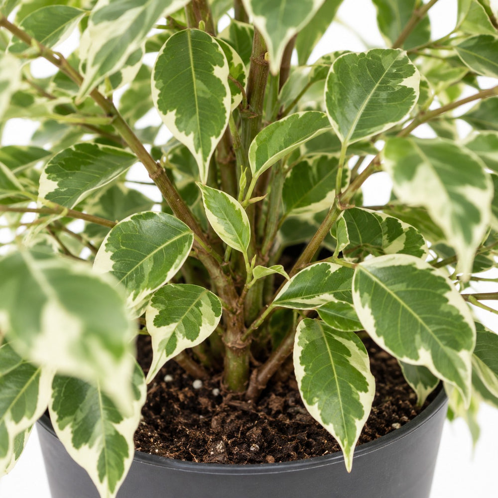 Ficus benjamina Twilight, Nahaufnahme Wuchs und Triebansatz