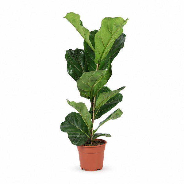 Ficus Lyrata (60cm, Ø17cm) im Kulturtopf