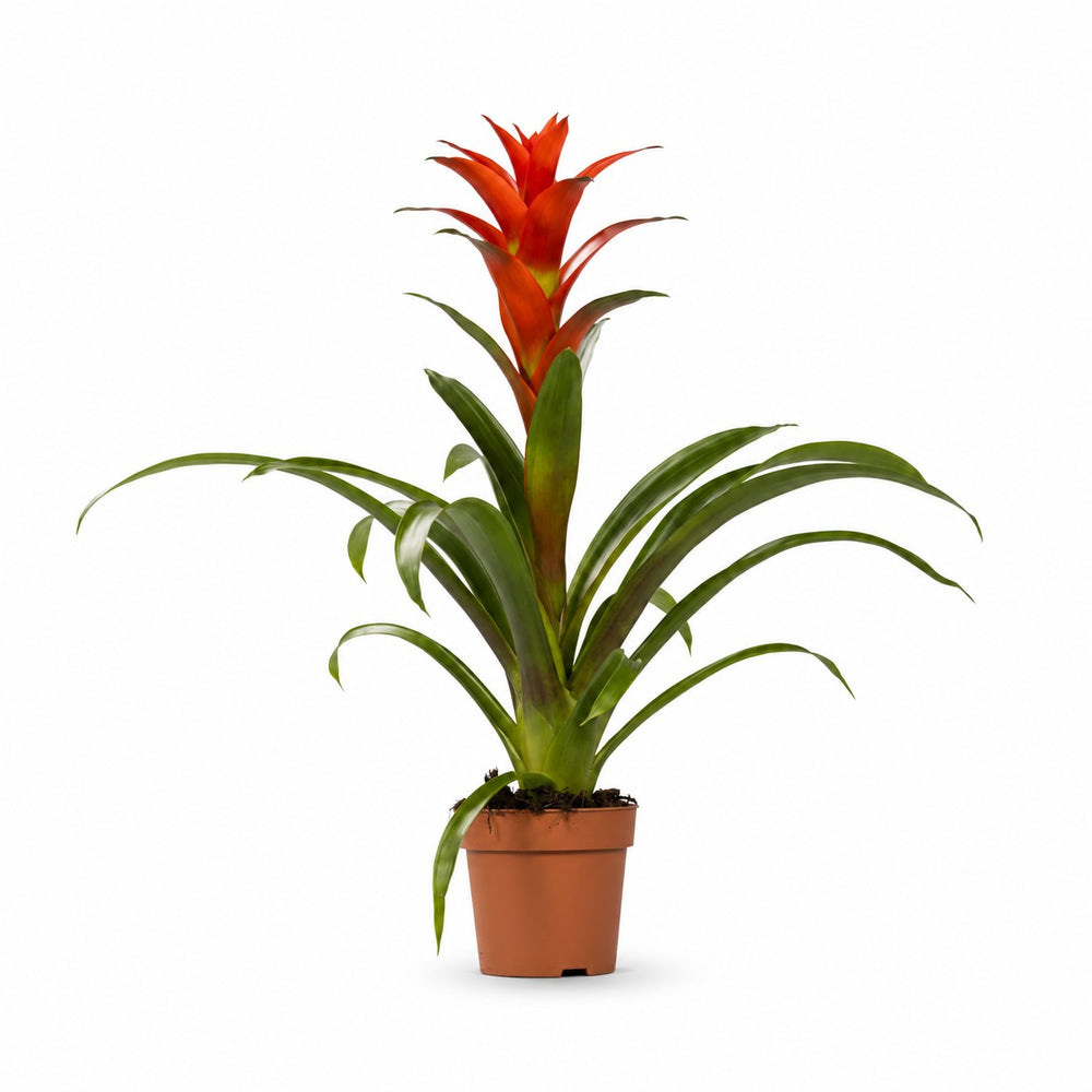 Guzmania Ostara (45cm, Ø12cm) im Kulturtopf