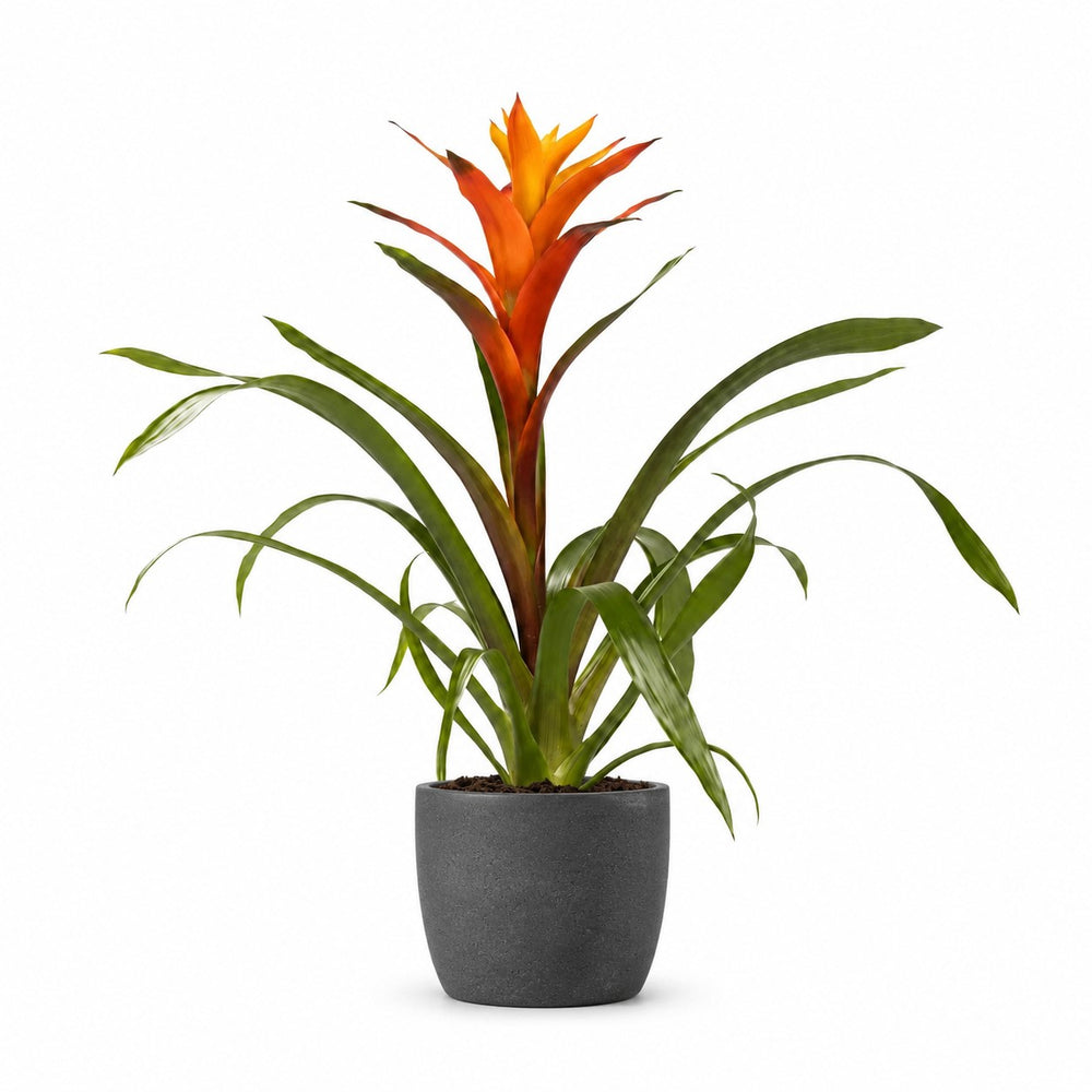 Guzmania Variada (50cm, Ø12cm), Stylingbeispiel im Übertopf (Übertopf nicht enthalten)