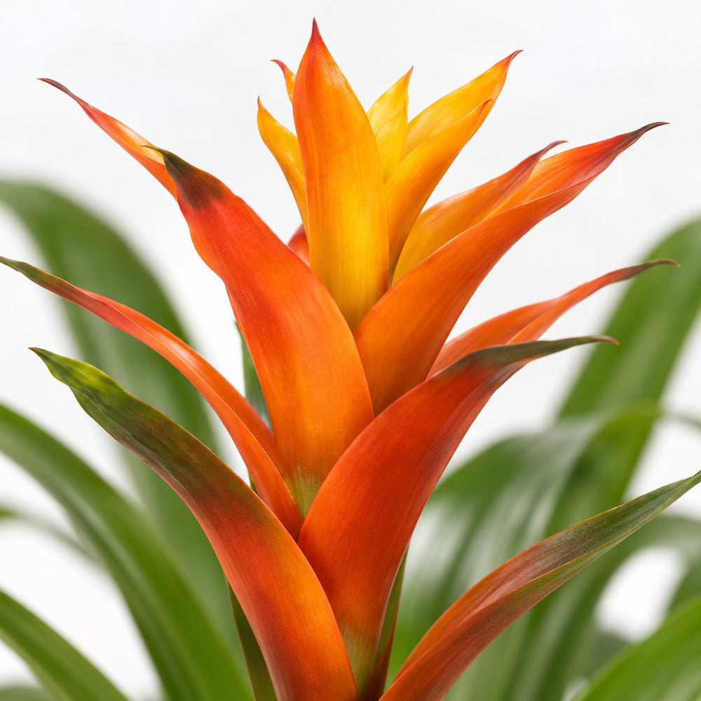 Guzmania Variada, Nahaufnahme Blatt