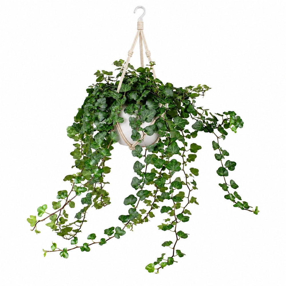 Hedera Wonder Green (70cm, Ø24cm), Stylingbeispiel im Übertopf (Übertopf nicht enthalten)