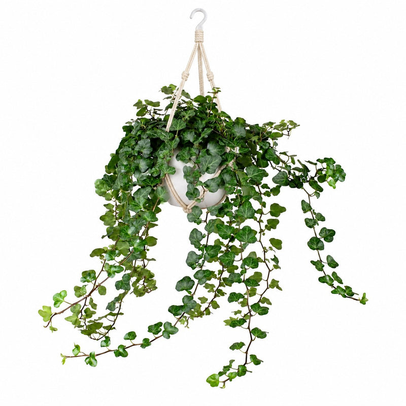 Hedera Wonder Green Detail