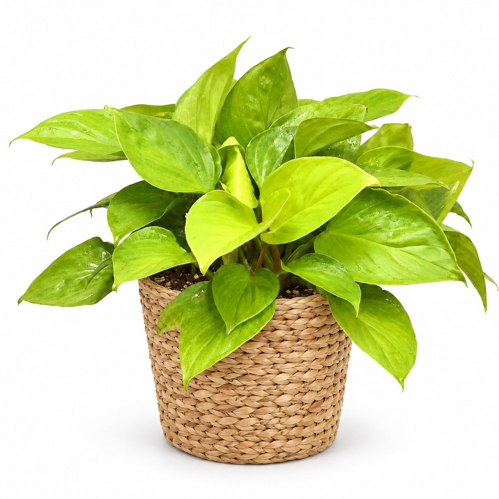 Homalomena Lemon Lime (30cm, Ø15cm), Stylingbeispiel im Übertopf (Übertopf nicht enthalten)