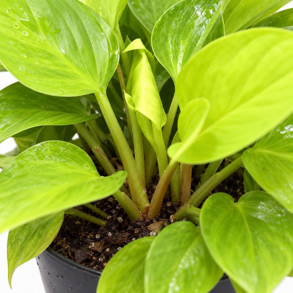 Homalomena Lemon Lime, Nahaufnahme Wuchs und Triebansatz
